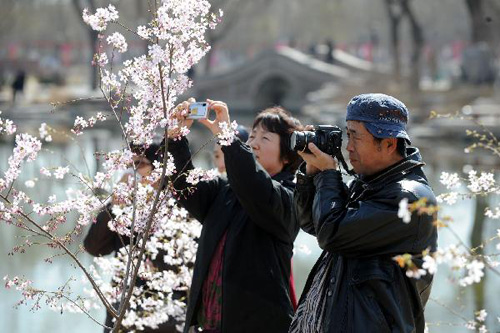 Nhiếp ảnh gia và những người dân chụp ảnh vẻ đẹp rực rỡ của hoa anh đào.
