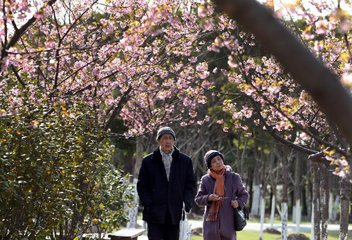 Cặp vợ chồng già đi dạo dưới tán hoa.