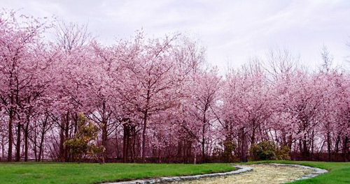 Những rặng cây đào hồng bừng nở ở Washington.