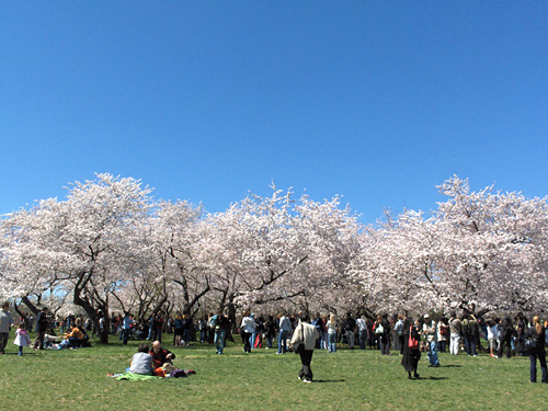 Người dân tụ tập trên những bãi cỏ lớn và dưới tán cây để ngắm hoa.