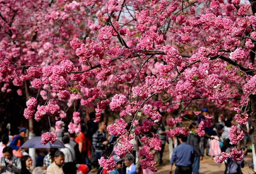 Ở Vân Nam, những cây anh đào hồng thắm cũng bung nở hoa từ cuối tháng ba.