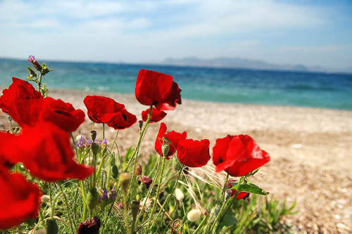 Thỉnh thoảng bạn sẽ bắt gặp những thảm hoa giai nhân rực đỏ khi đi dạo trên biển.