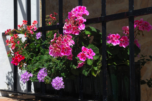 Trên ban công hay tường của nhiều ngôi nhà có treo những giỏ hoa nhiều màu xinh xắn.